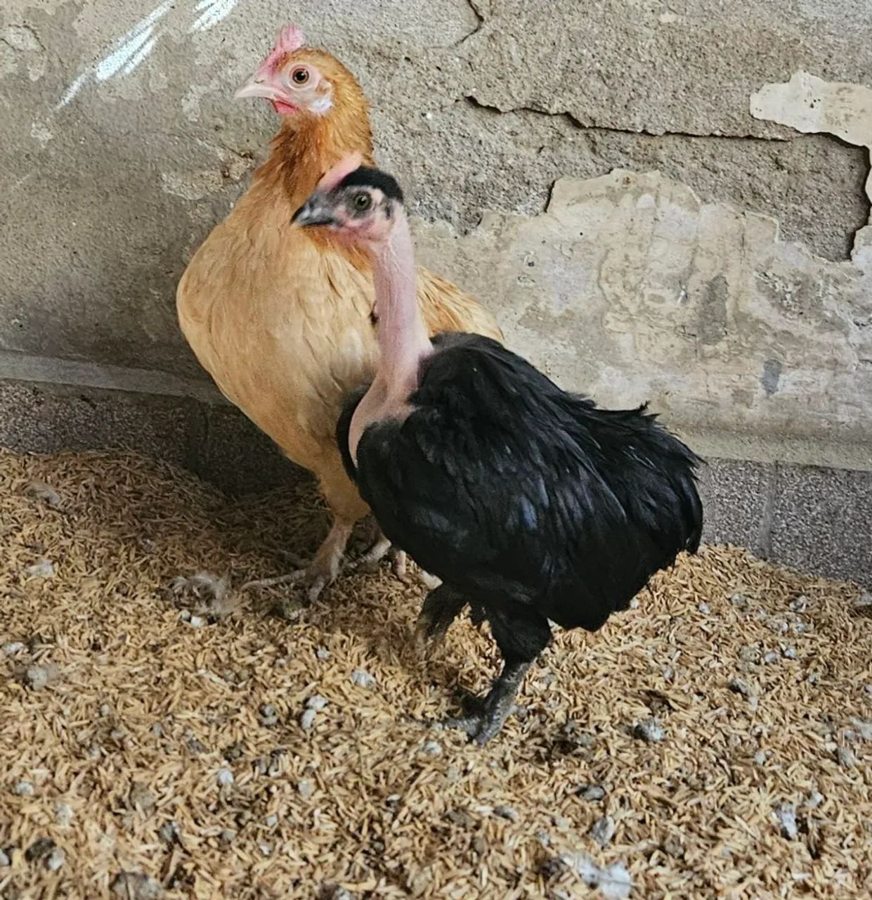 Frango mini garnizé modelado suro polaco 3 meses - Foto 5