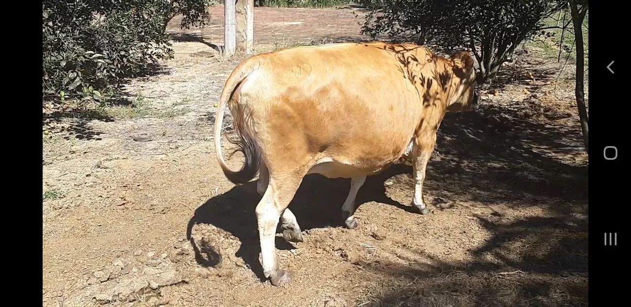 Vaca jersey - Foto 3