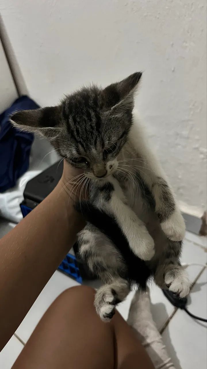 GATINHAs PARA DOAÇÃO - Foto 3