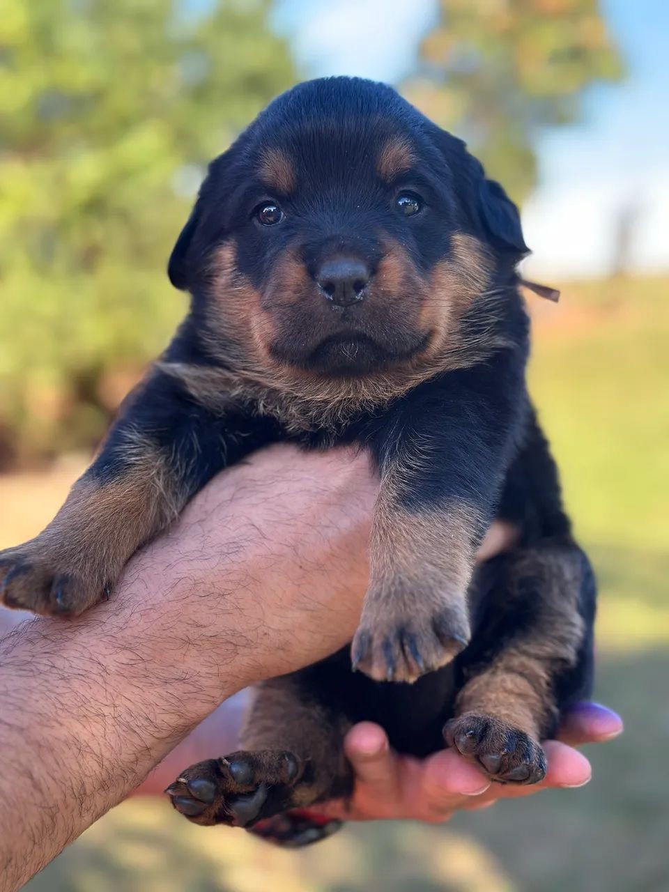 Filhotes de Rottwailer  - Foto 3