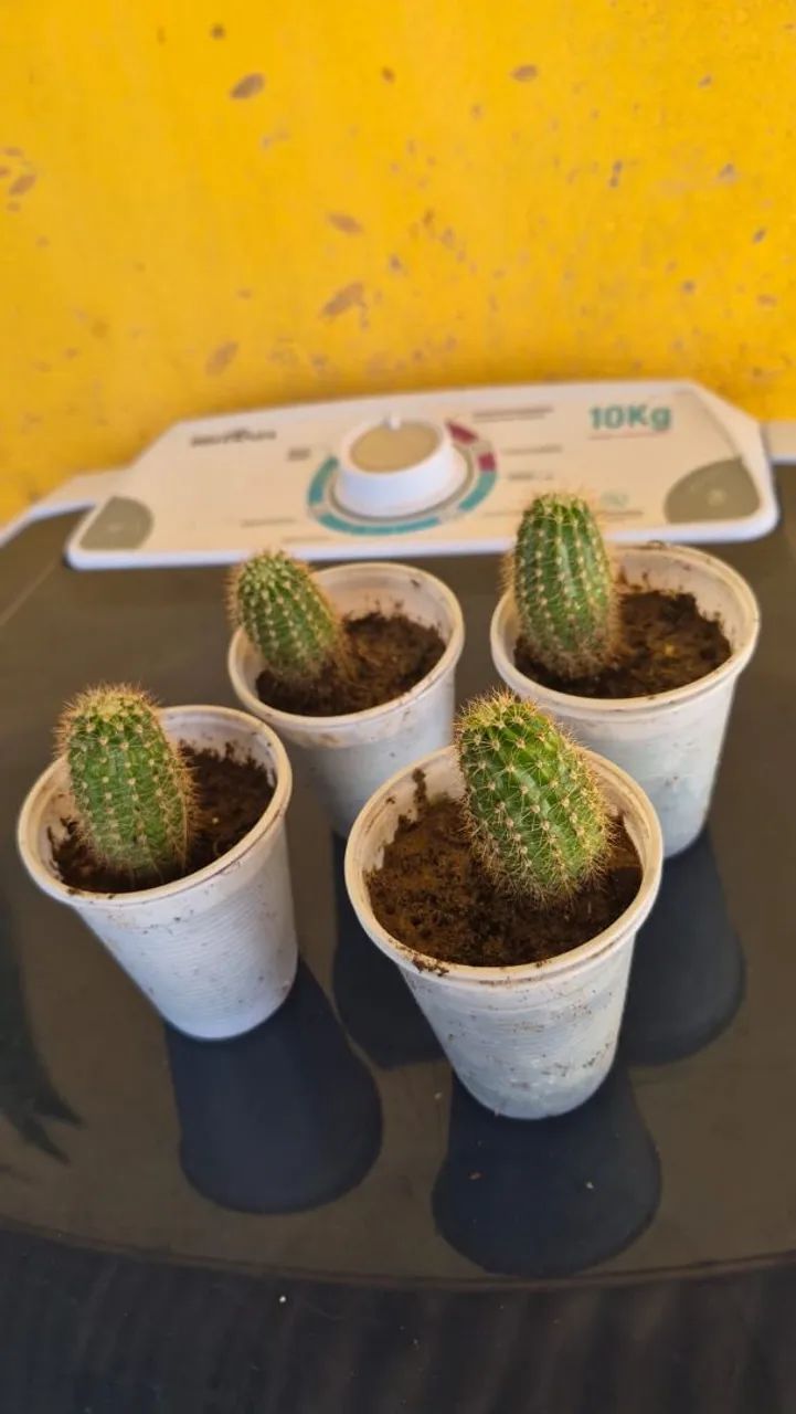 cacto  - Foto 3