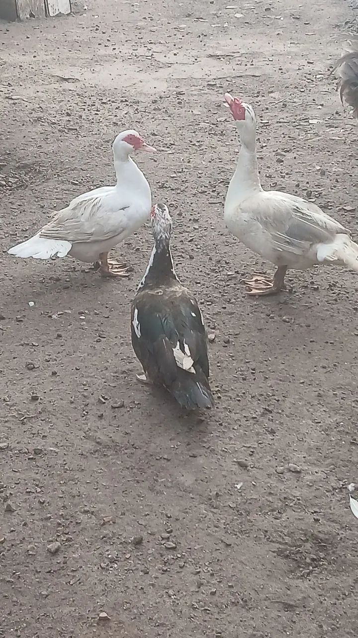 Patos promoção para o círio  - Foto 4