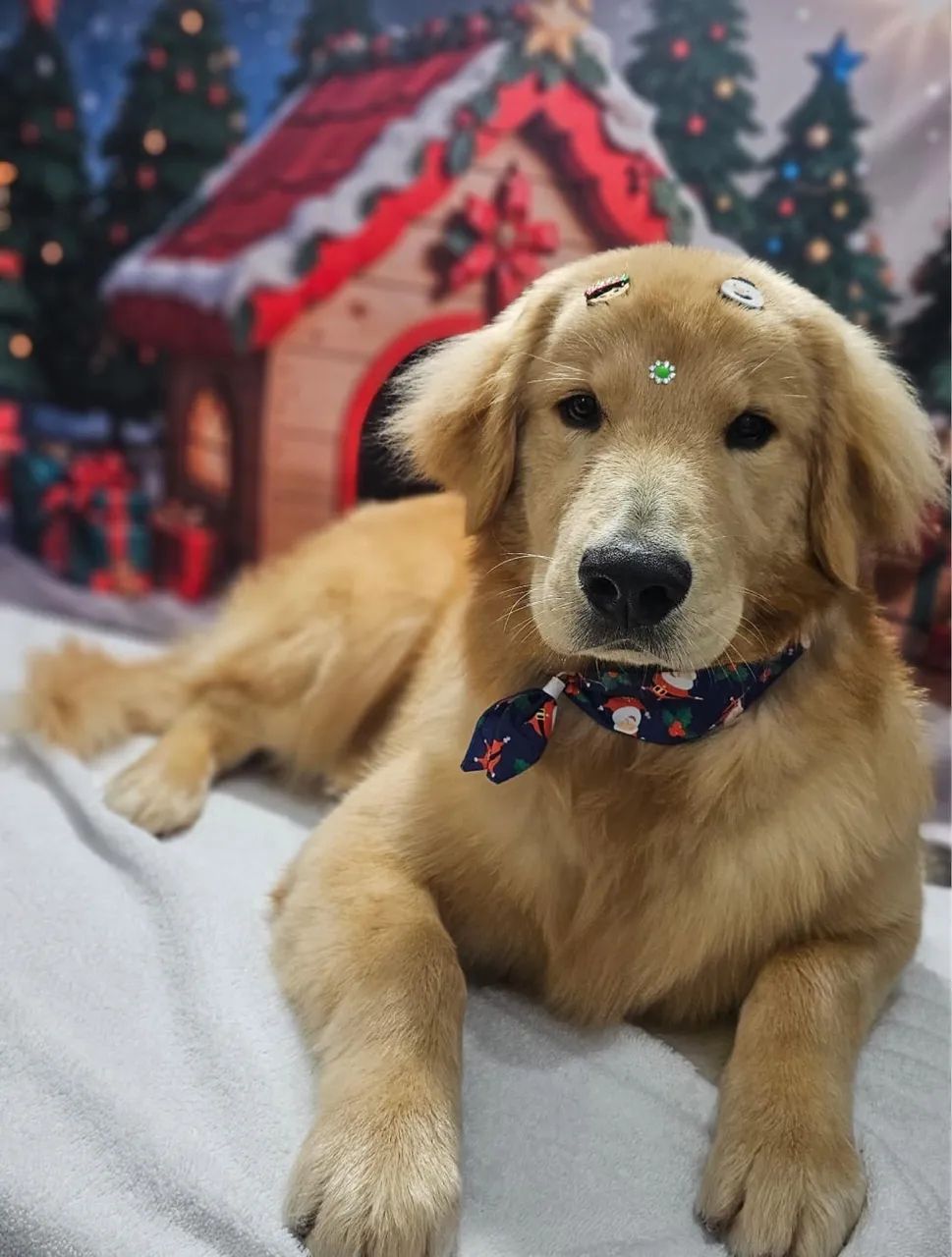 Golden Retriever Filhote - Foto 2