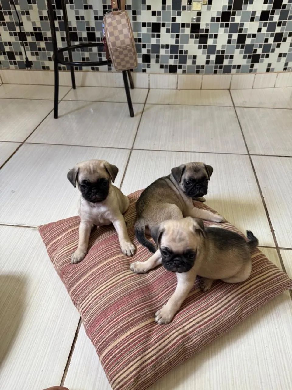 Cachorro Pug