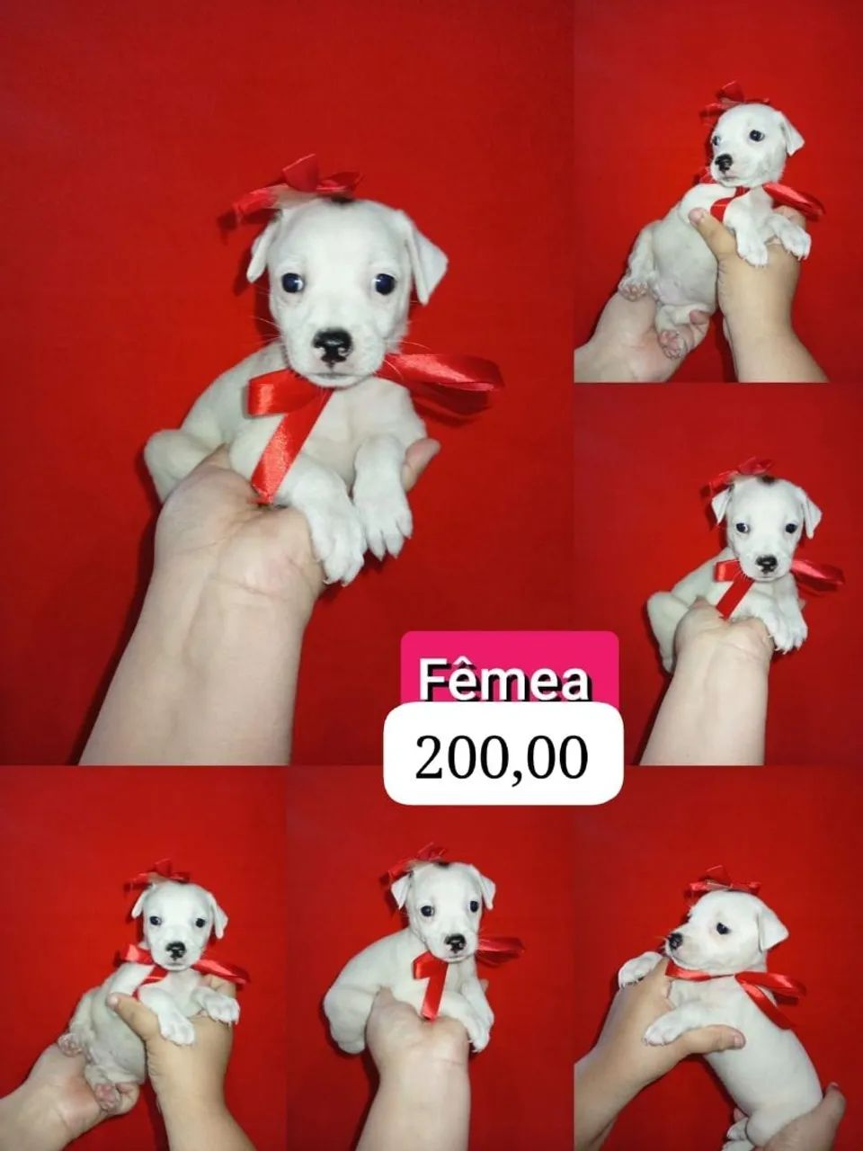 Cachorra pinscher com chihuahua