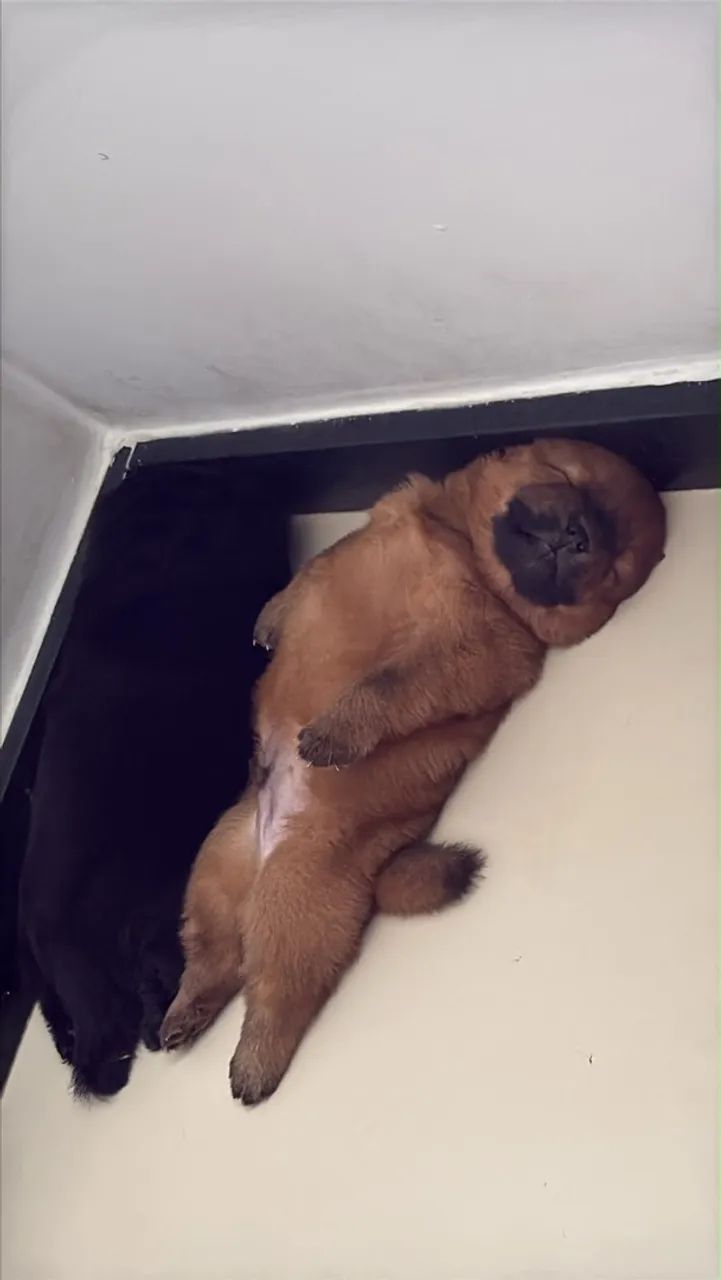 CHOW CHOW - Foto 2