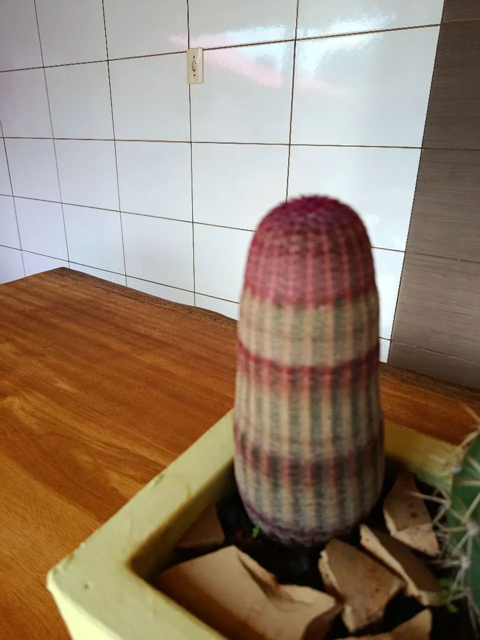 Cacto