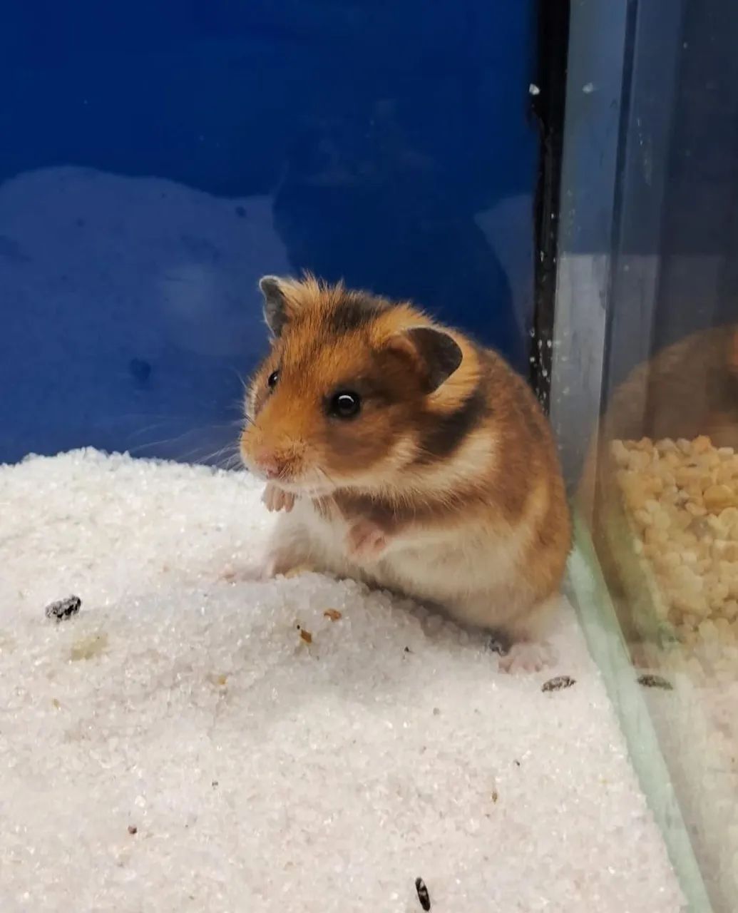 Hamster sirio  - Foto 5