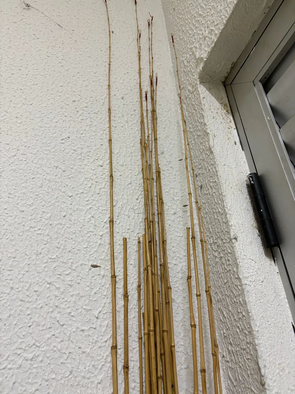 20 varas de bambu