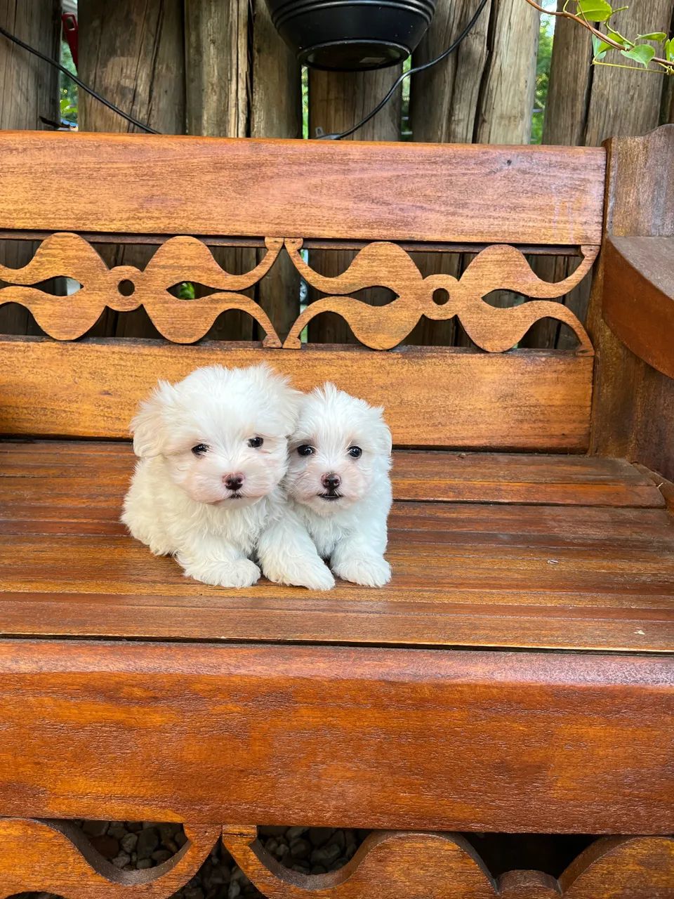 Maltês  macho e fêmea disponíveis!!! - Foto 2