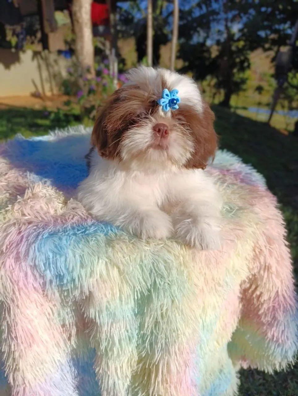 Shihtzu  - Foto 4