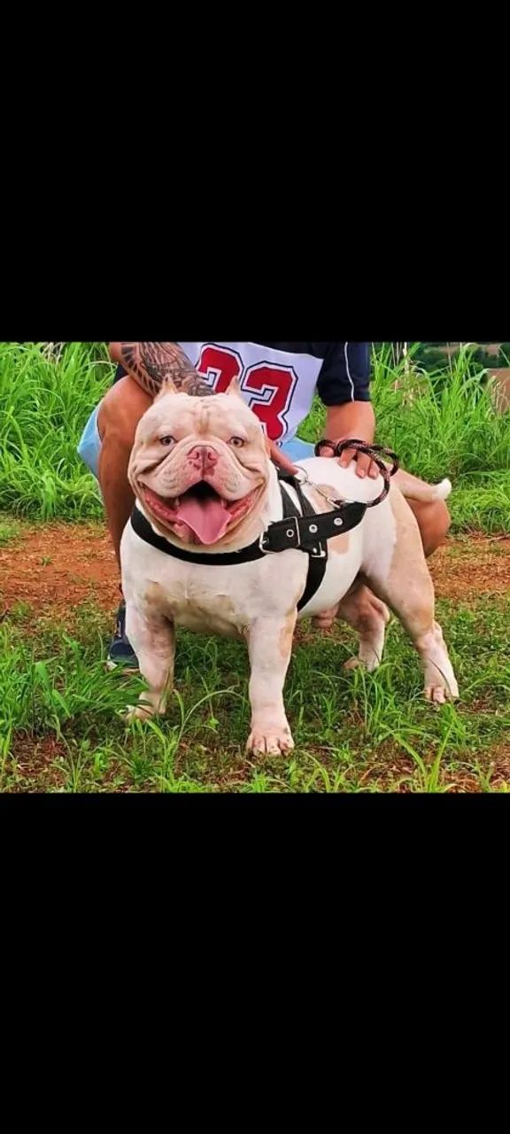 America Bully  - Foto 2