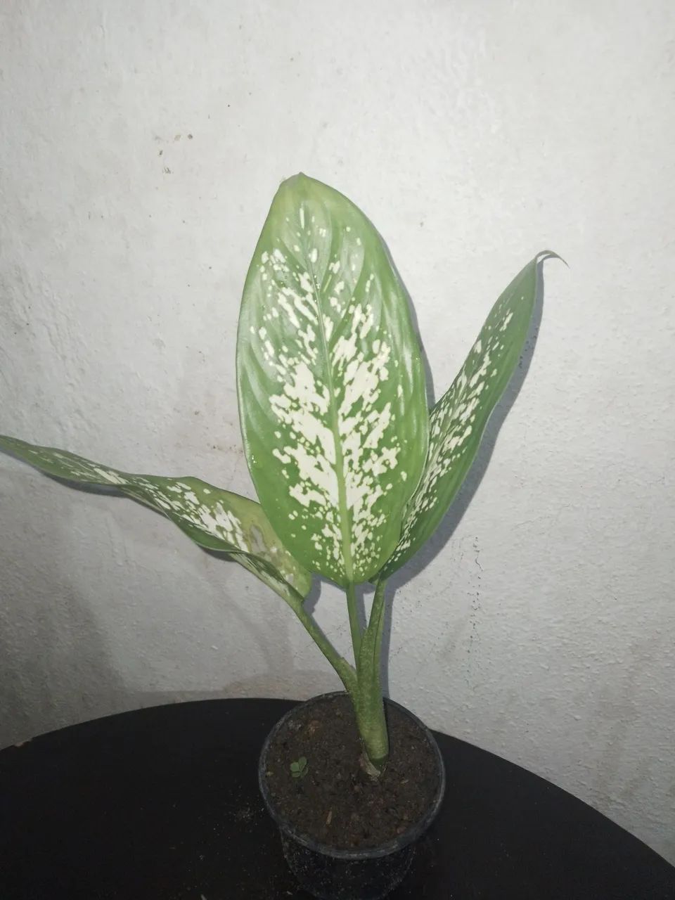 Mudas de plantas  - Foto 2