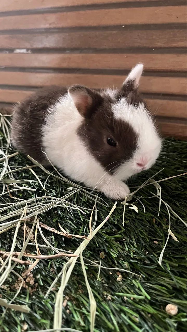 Mini coelho Anão - Foto 3