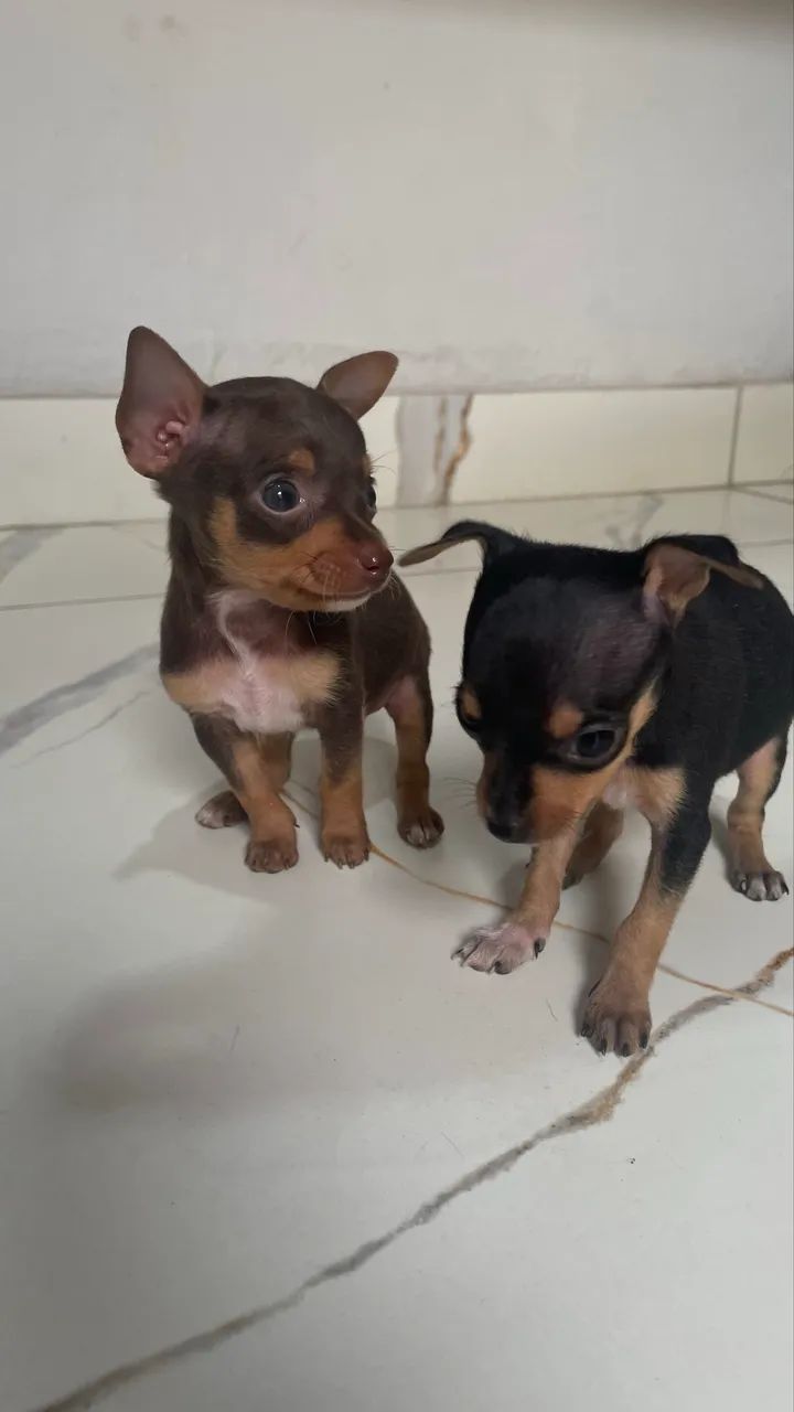Pinscher macho N?1 - Foto 3
