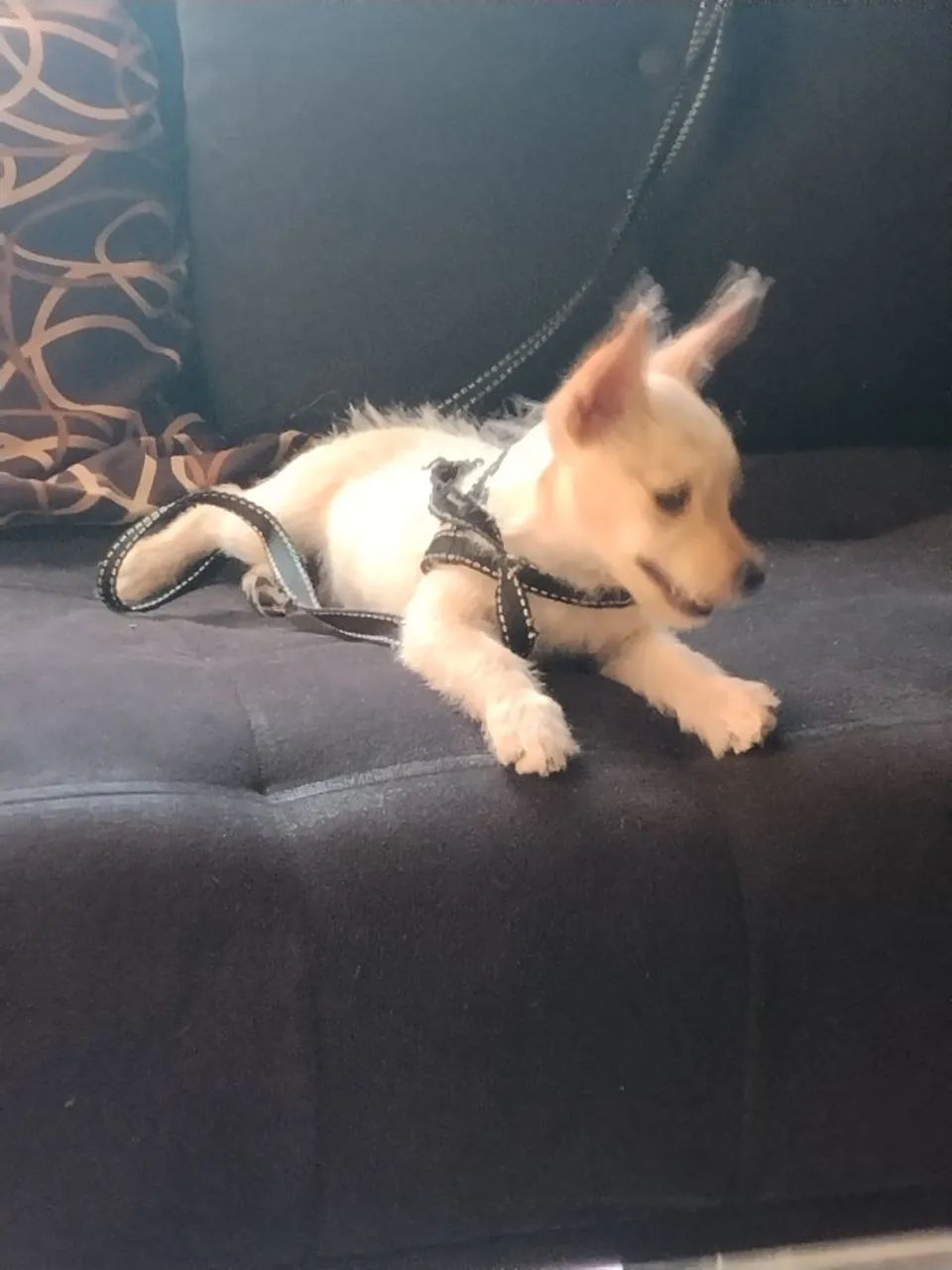 Vendo 