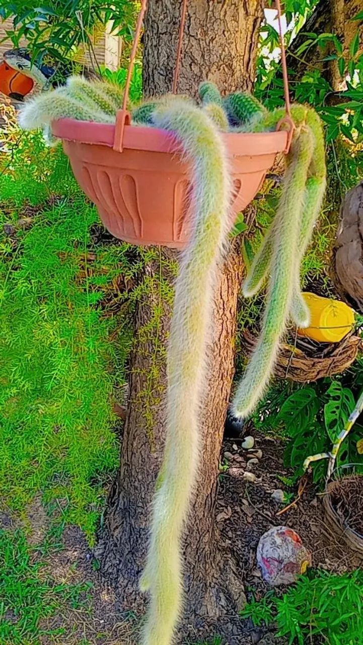 Cacto Rabo De Macaco  - Foto 5