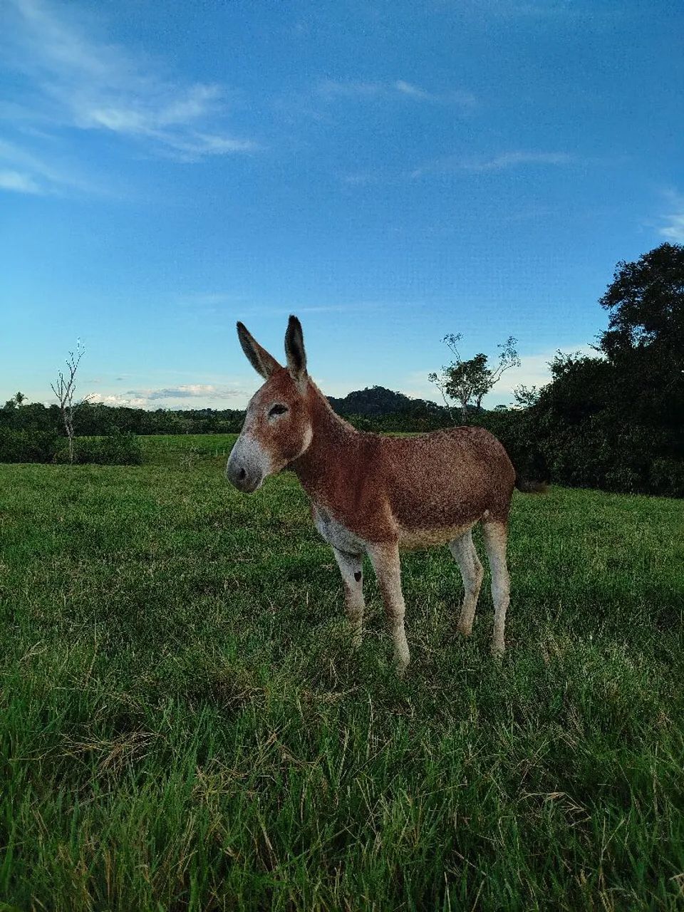 Jumenta vermelha 
