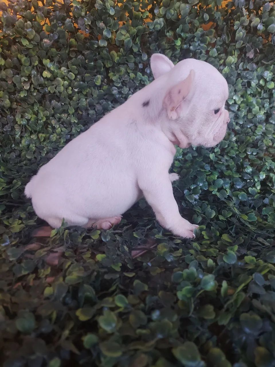 Buldogue francês micro