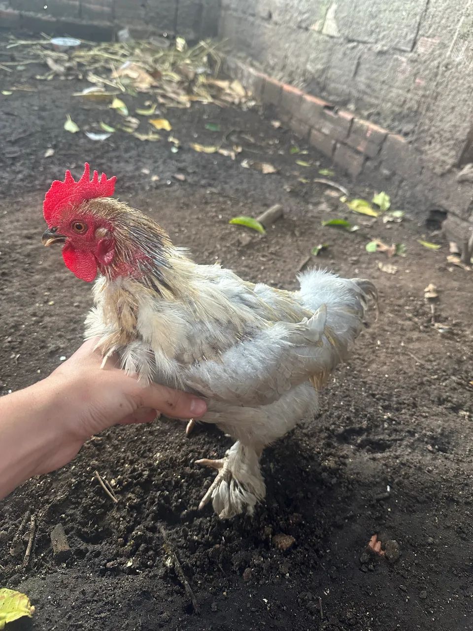 Frango mini cochin lavanda  - Foto 3