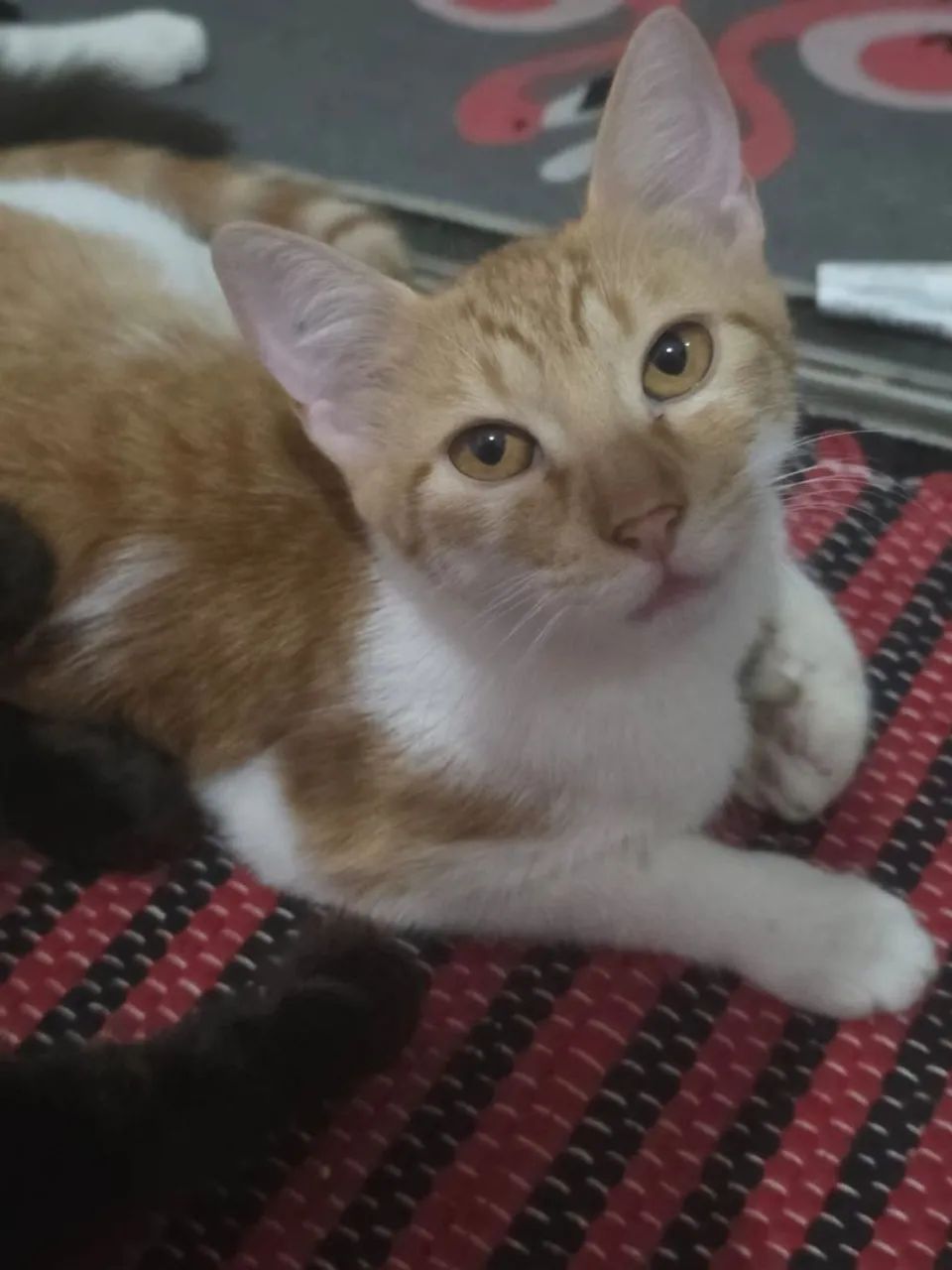 Doa si 3 gatinhas castradas