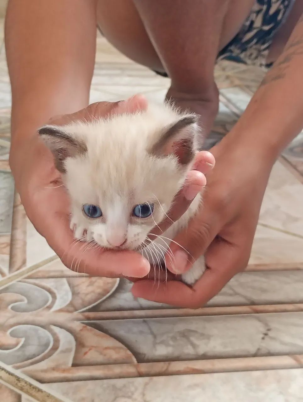 Doação gatinhos  - Foto 4