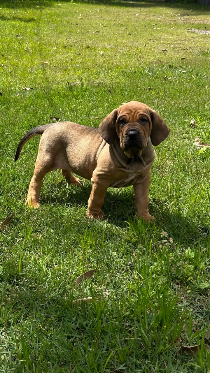 Fila brasileiro - Foto 4