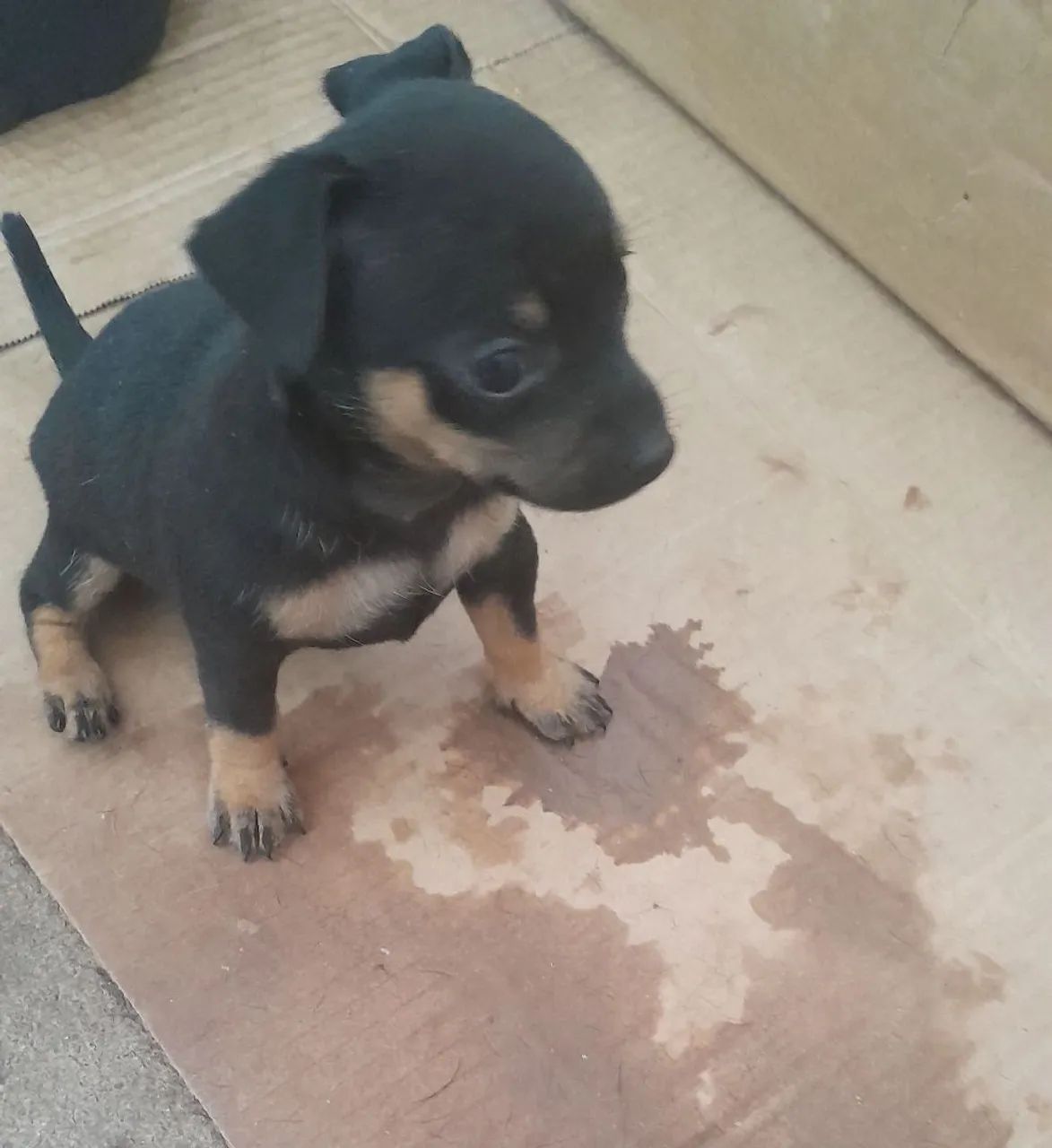 Cachorro pinscher  - Foto 3