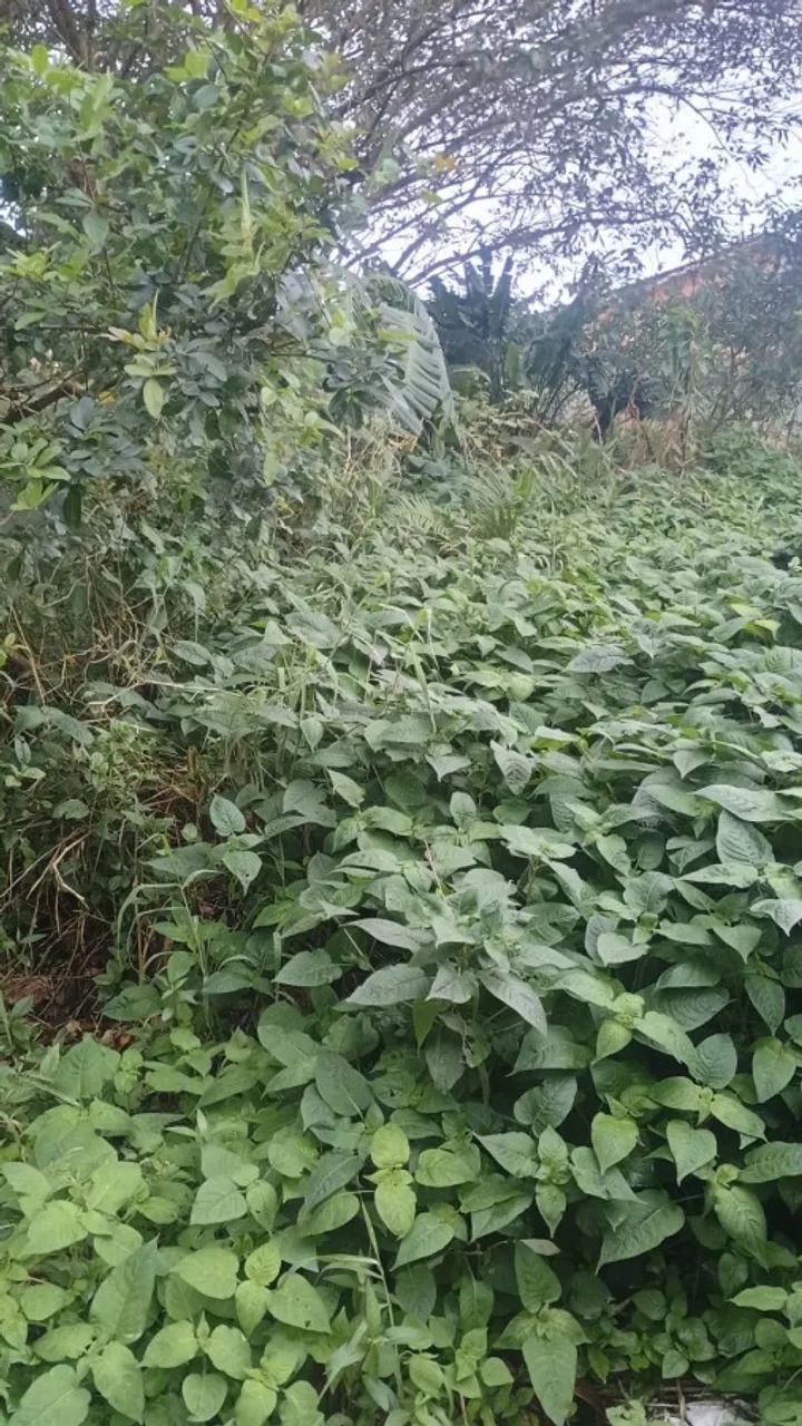 Terreno para Venda em Itanhaém, Cibratel 2 - Foto 5
