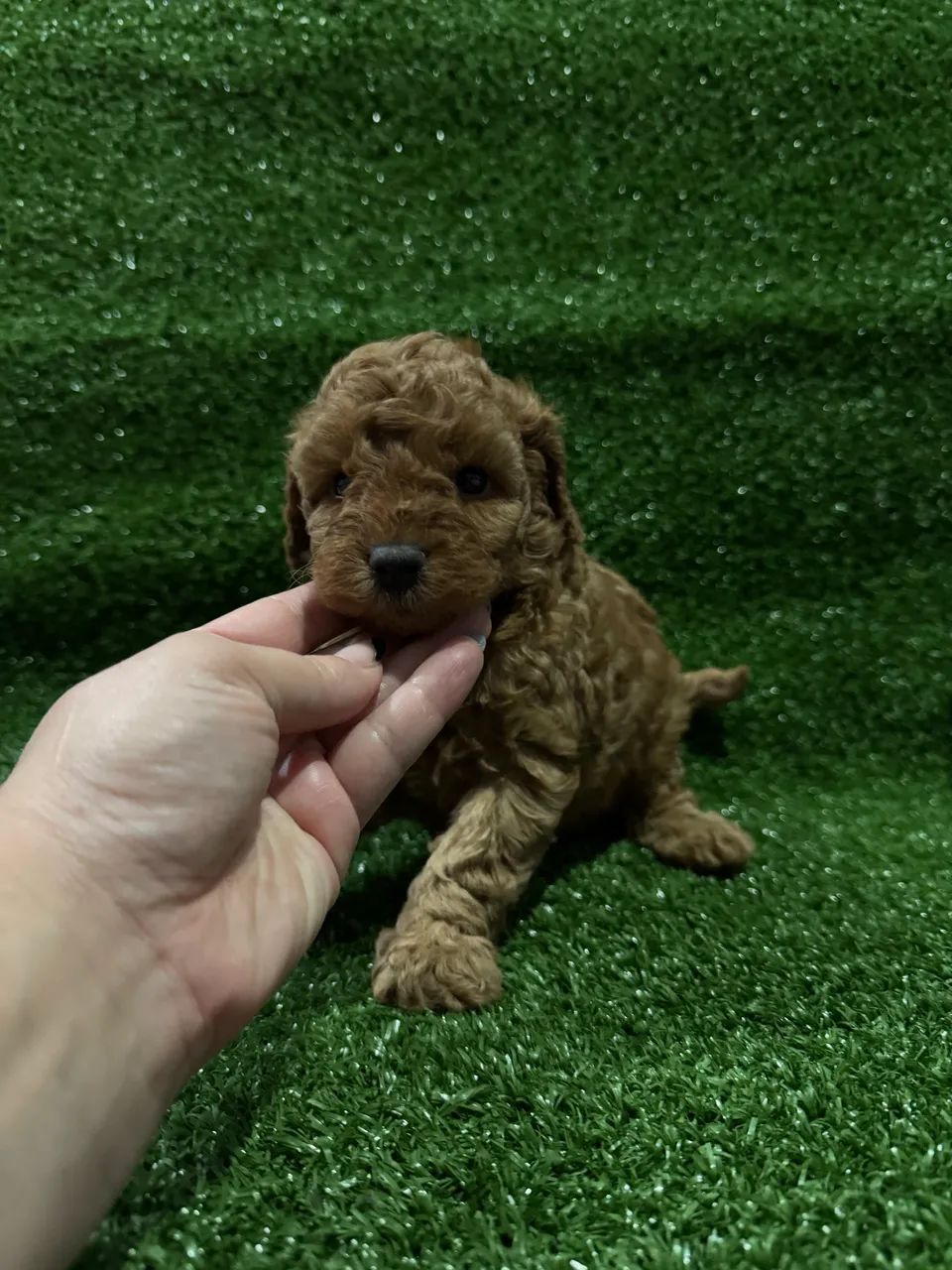 Poodle Toy Red e Abricot 