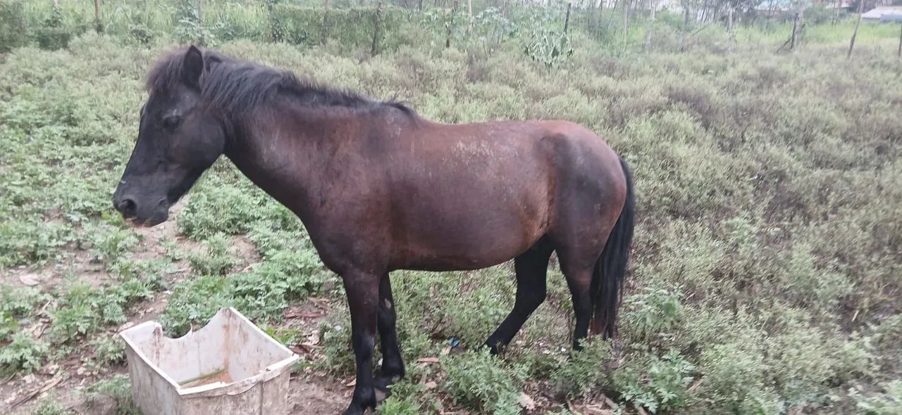 Cavalo piquira muito bonito!!! - Foto 2