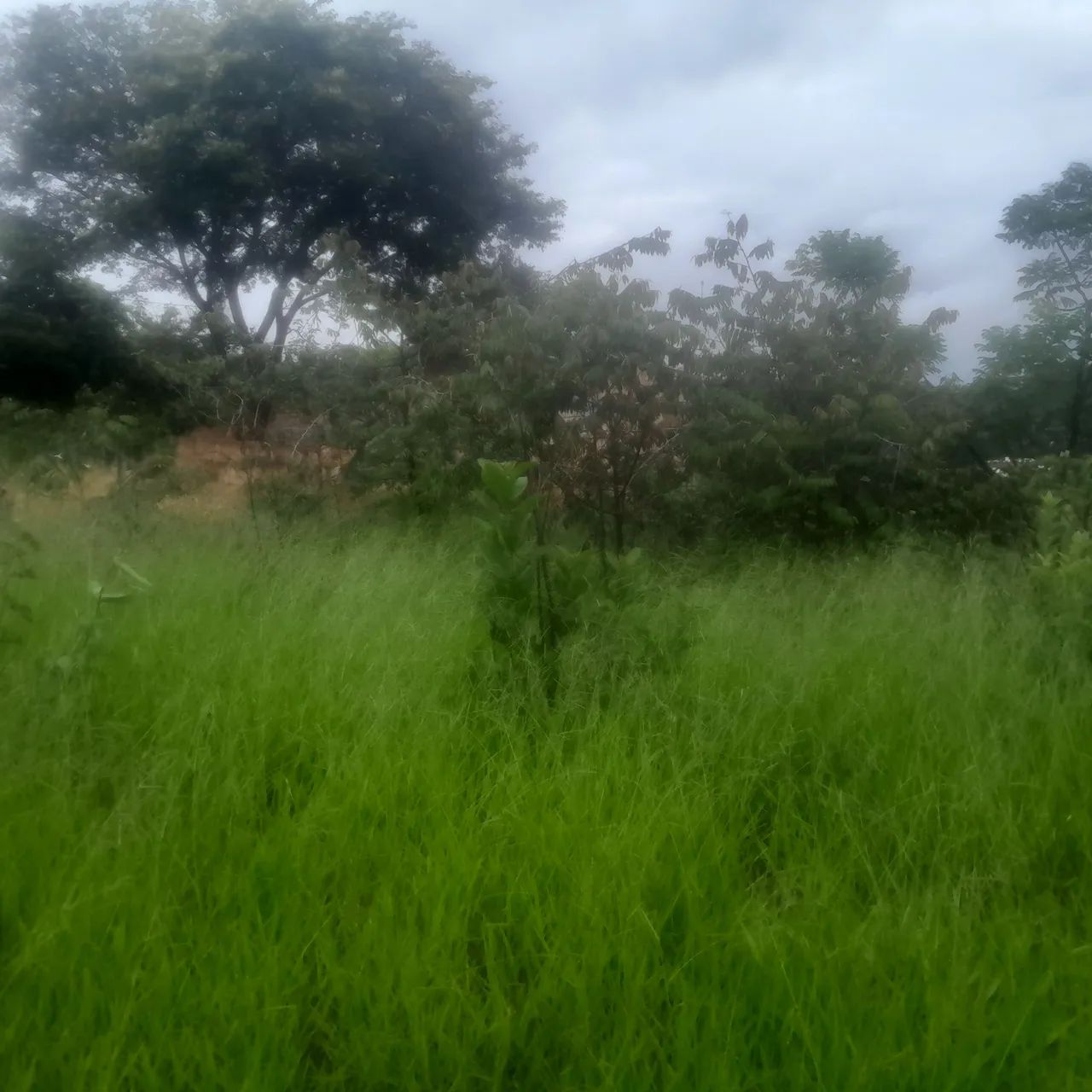 Lotes no bairro atalaia em mateus leme  - Foto 3
