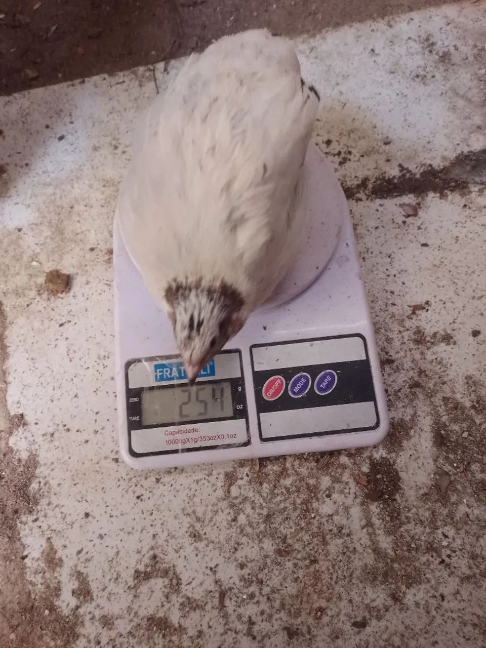 Codorna 