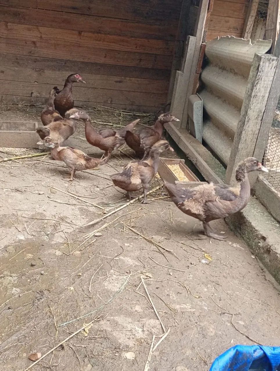 Patos - Foto 4