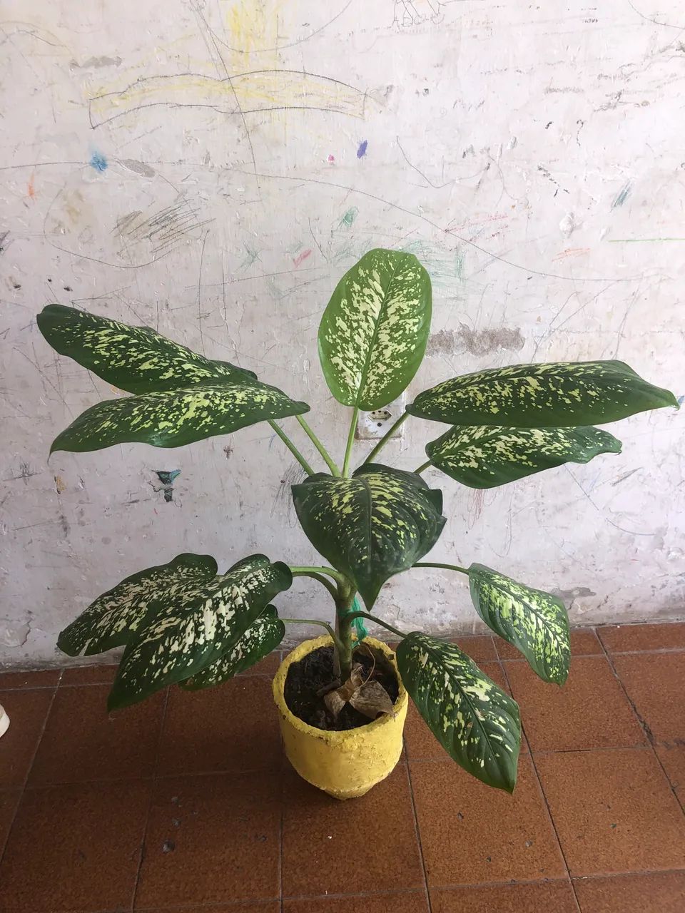 comigo ninguém pode  - Foto 2