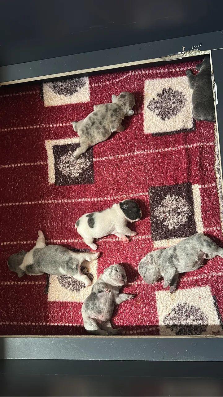 Buldogue francês 