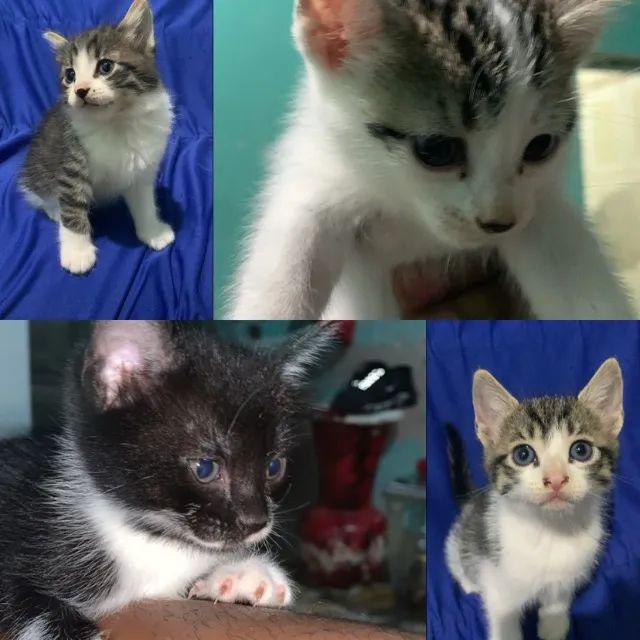 Gatinhos