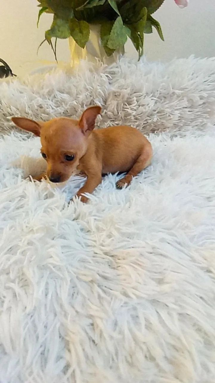 Pinscher zero machinho( 2 meses)