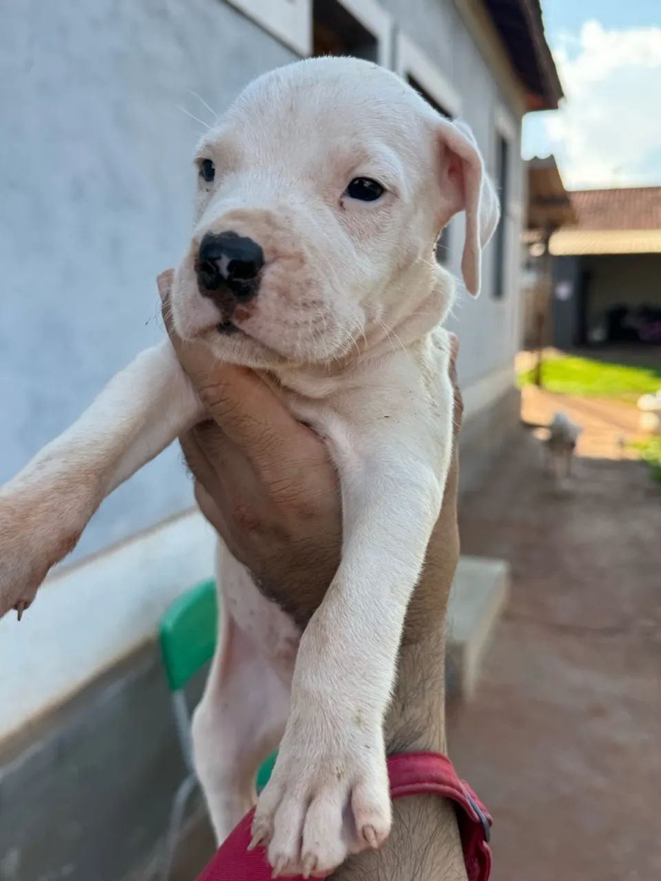 Cachorro  - Foto 3