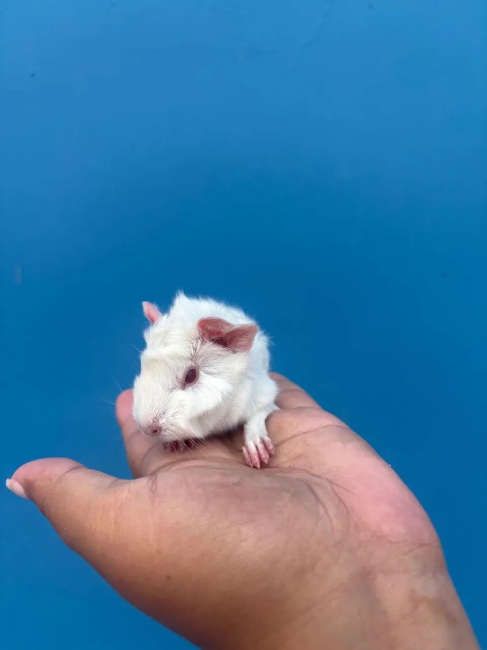 Porquinho da Índia - Macho - 15 dias - Raça Abissínio - Foto 4