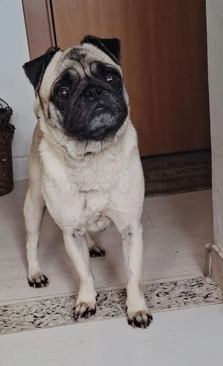 Pug