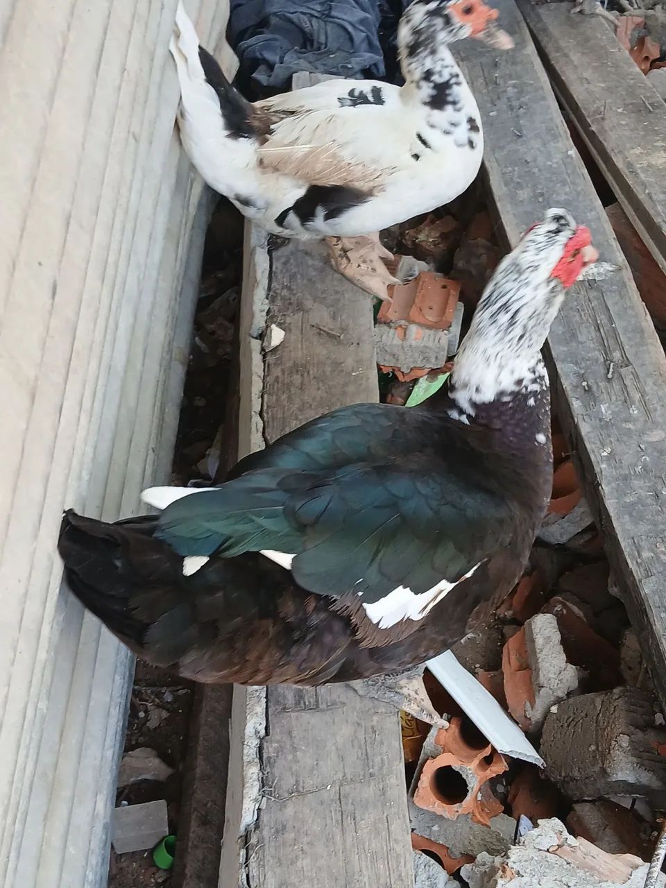 Patos  - Foto 3