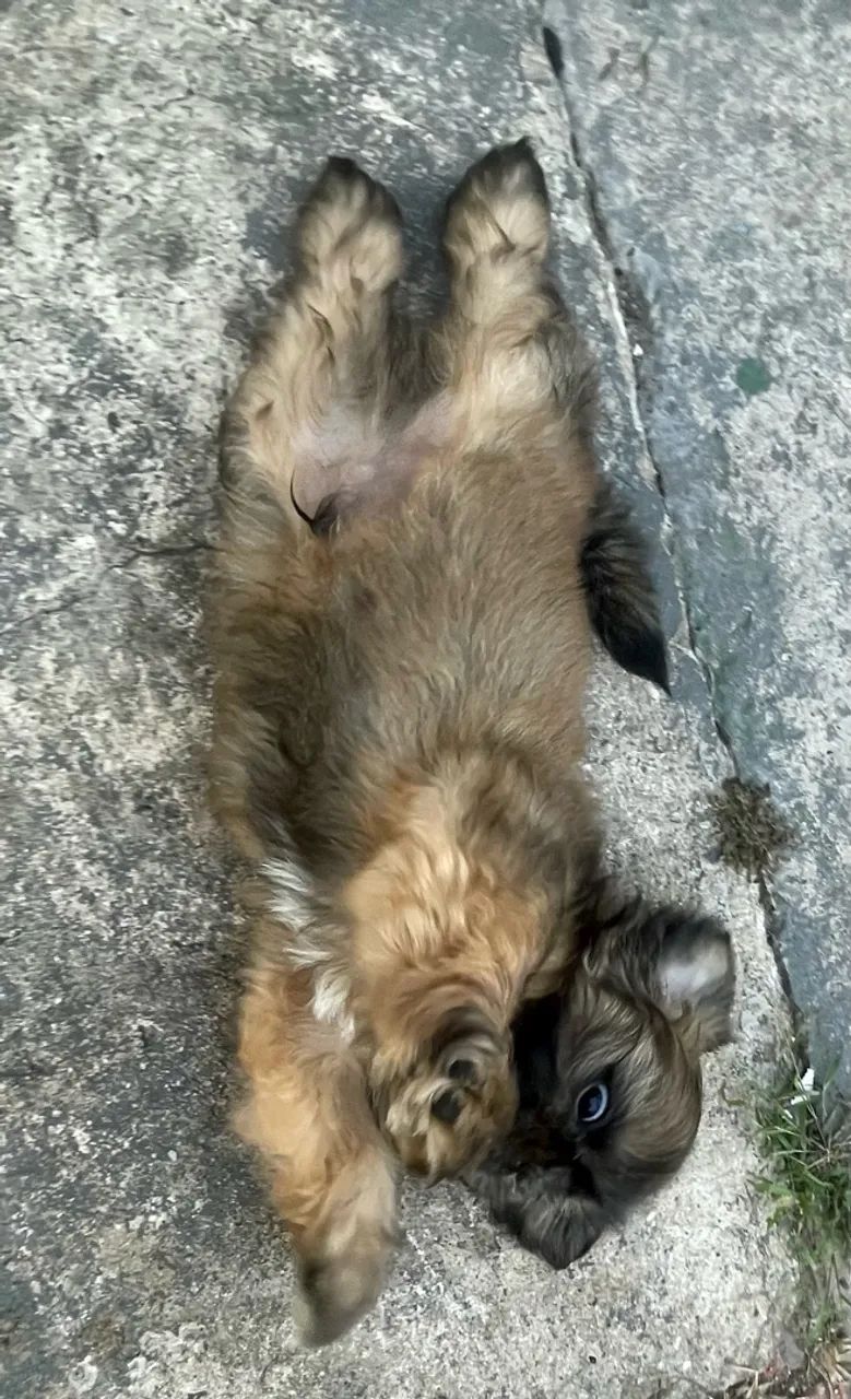 Shihtzu  - Foto 2