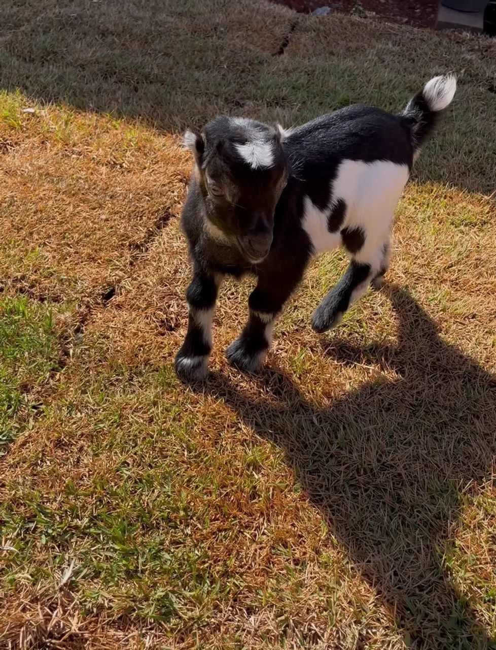 Filhotes de Mini Cabras - Foto 2