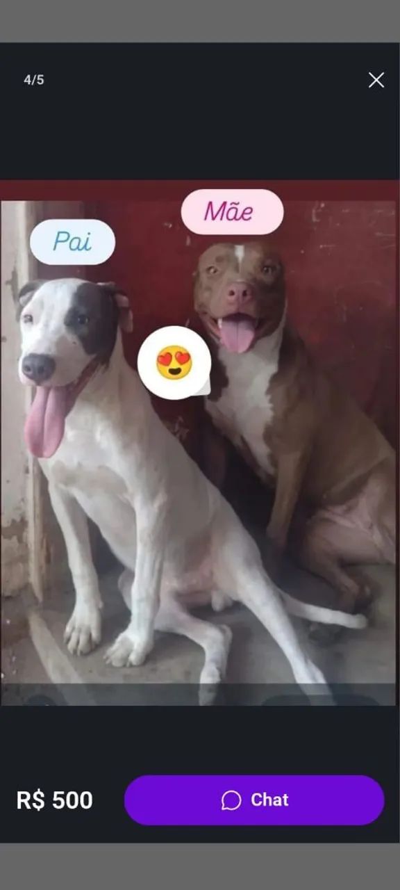 Pitbull  - Foto 4