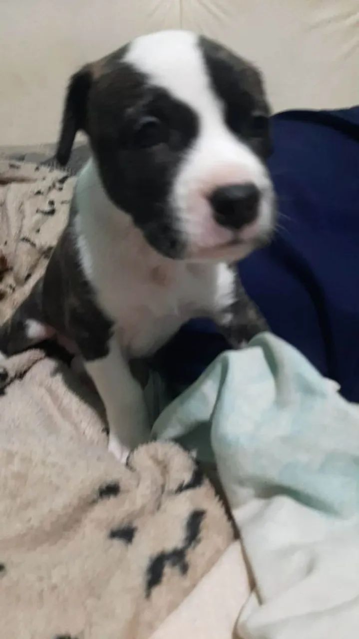 Pit bul American - Foto 3