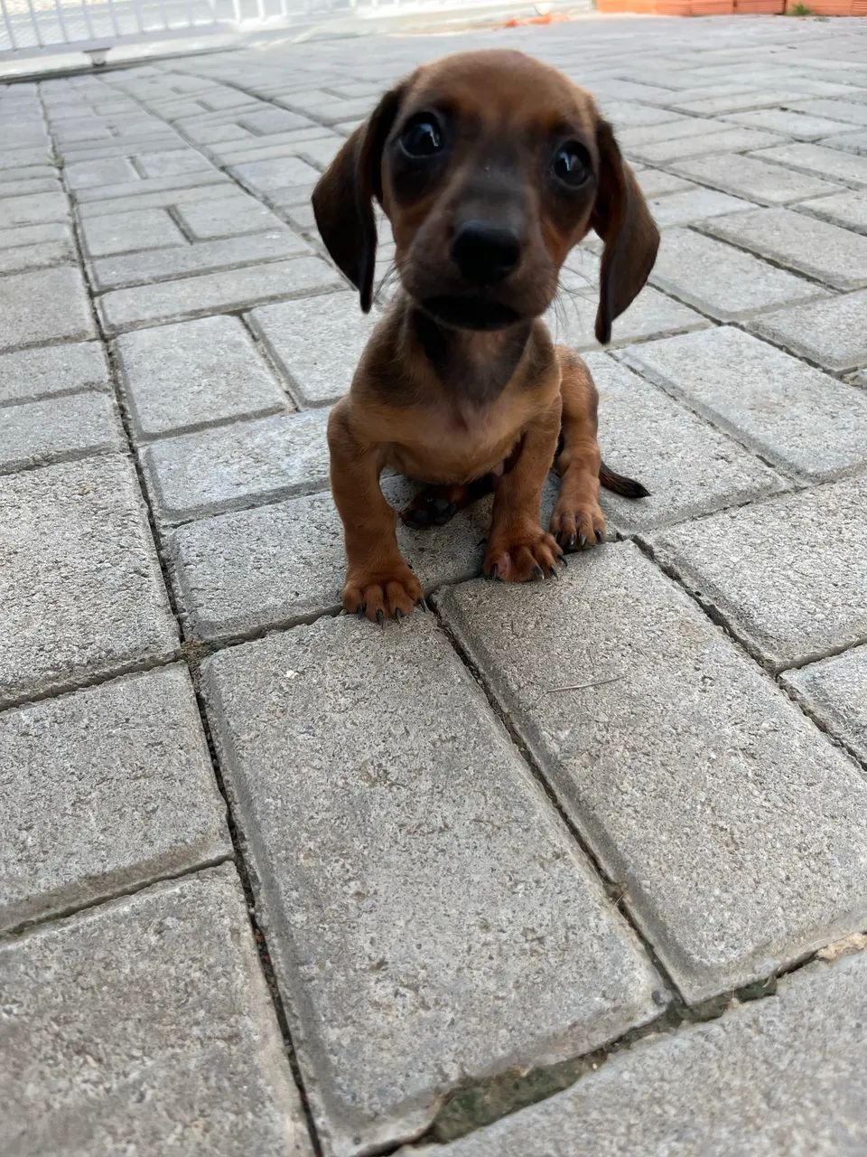 Salsicha dachshund Mini  - Foto 2