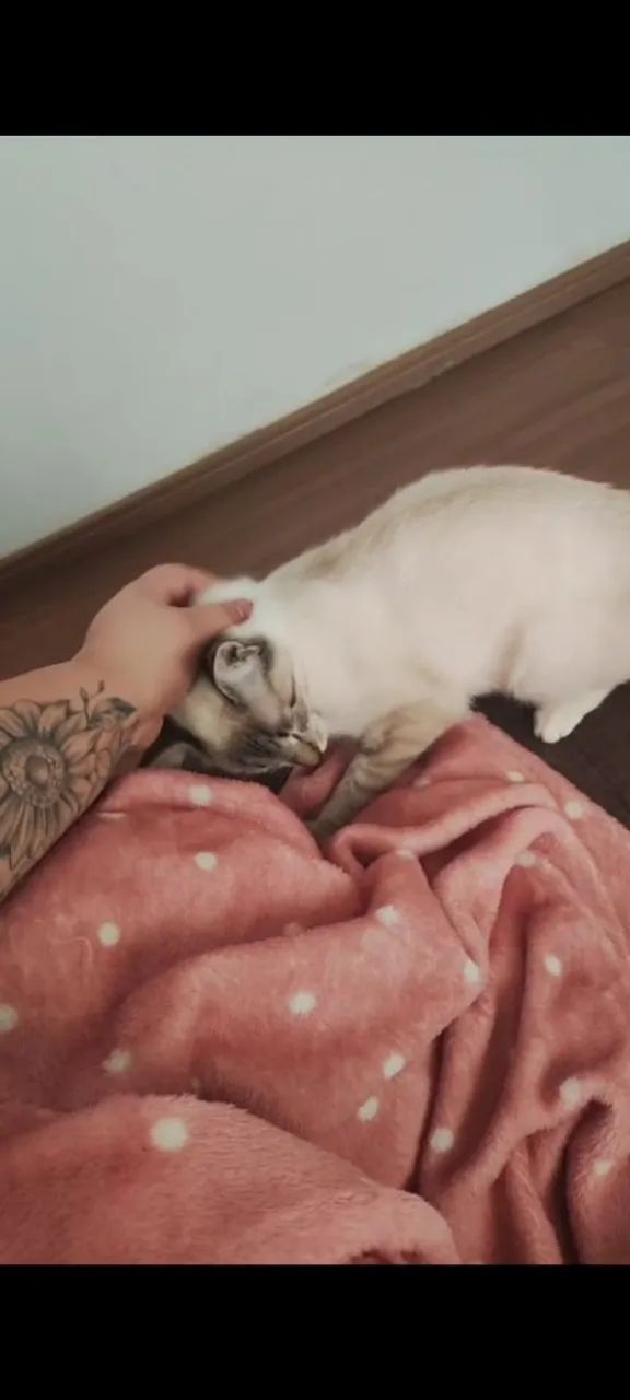 Doação de gatinha  - Foto 4