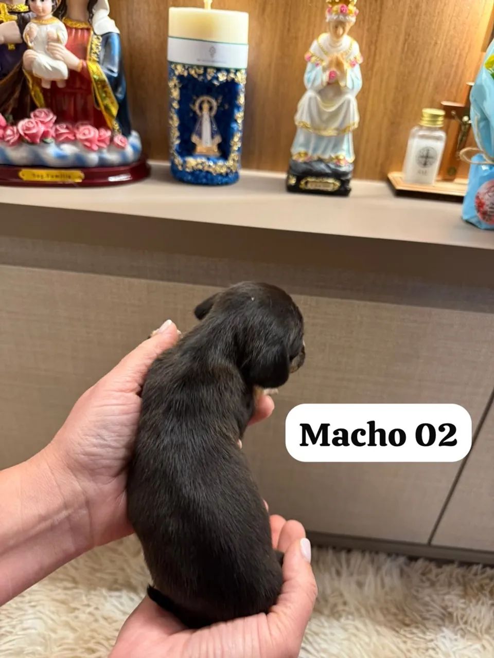Vendo Cofape Piebal Salsichinha  - Foto 3