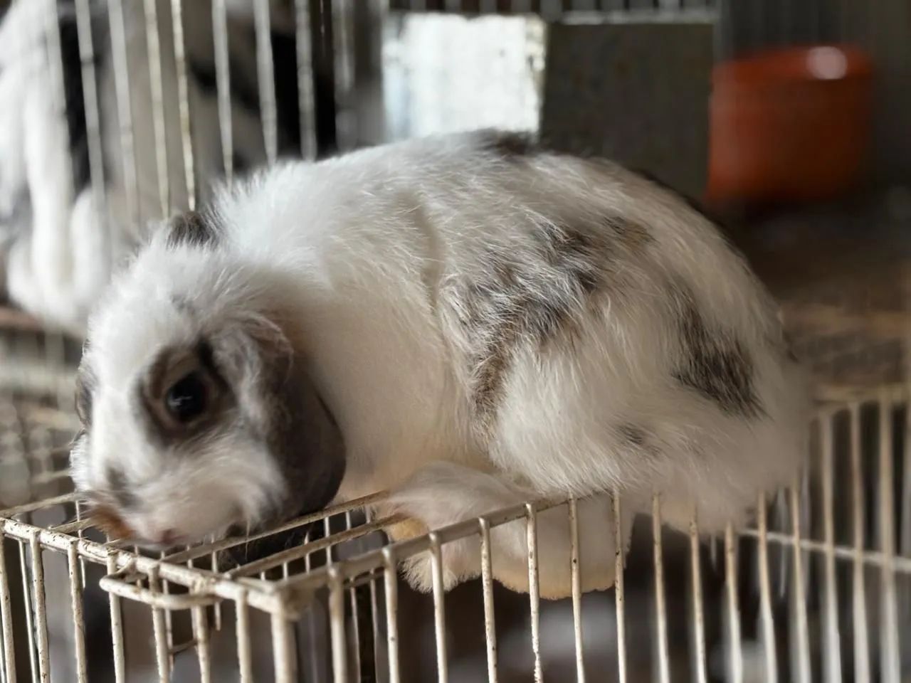 Coelhos Uruguaio  - Foto 2